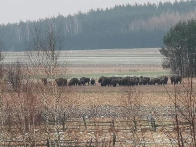 Wsrod Pol I Lasow Dubicze Cerkiewne 外观 照片