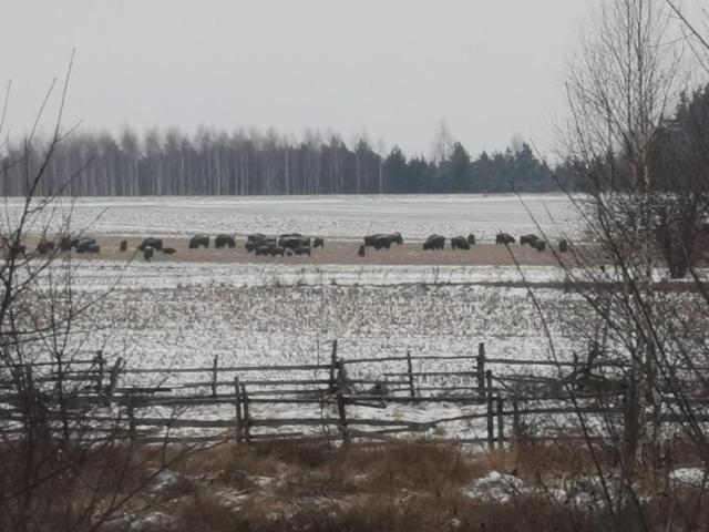 Wsrod Pol I Lasow Dubicze Cerkiewne 外观 照片